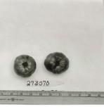 Click for 1 image(s) for this accession. FRUIT